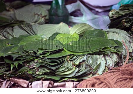 Stack Of Betel Leaves Or Piper Betle Kept At Home