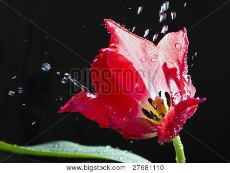 Tulipan