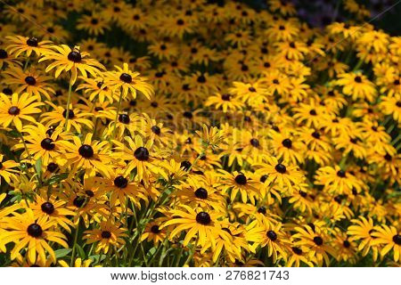 Deams Coneflowers - Latin Name - Rudbeckia Fulgida Var. Deamii (syn. Rudbeckia Deamii)