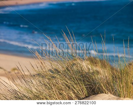 Dune With Beachgrass In Tarifa, Costa De La Luz, Spain, Europe