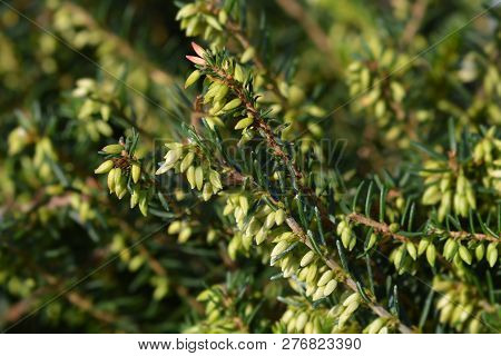 Darley Dale Heath - Latin Name - Erica X Darleyensis