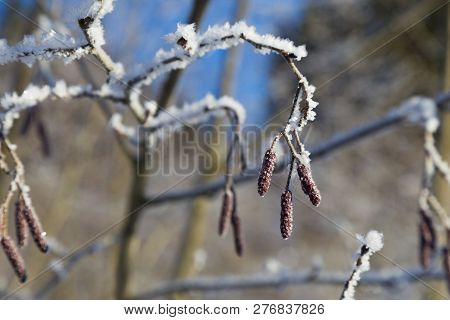 Alder ( Alnus ) Branches With Catkins In The Snow On A Natural Blurred Background. Snow-covered Bran
