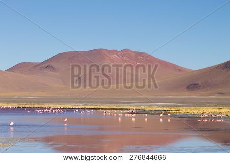 Laguna Colorada Flamingos, Bolivia