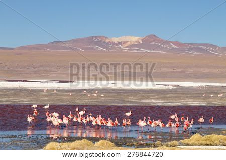 Laguna Colorada Flamingos, Bolivia