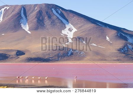 Laguna Colorada Flamingos, Bolivia