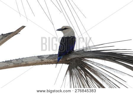 Blue Bellied Roller (coracias Cyanogaster) In Tree