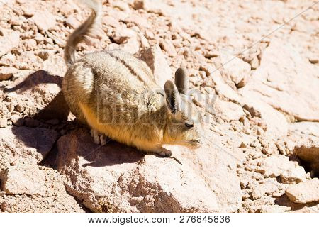 Southern Viscacha From Bolivia. Bolivian Wildlife. Animal In Nature