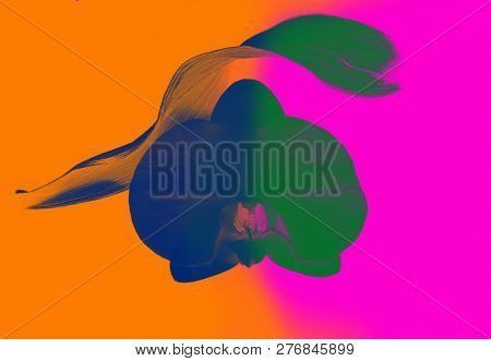 Multicolour Blue And Green Futiristic Orchid On Orange And Pink Background