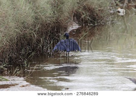 Black Heron (egretta Ardesiaca) Or Umbrella Bird By Canopy Feeding