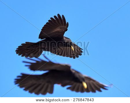 The Alpine chough or yellow-billed chough (Pyrrhocorax graculus) flying