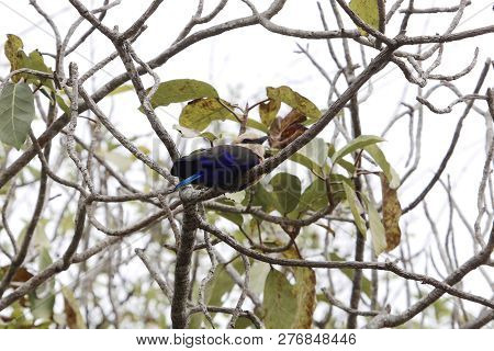 Blue Bellied Roller (coracias Cyanogaster) In Tree