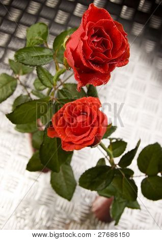 ดอกไม้สวยงาม