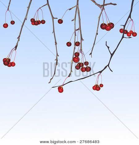 Piccole mele inverno
