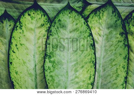 Dumb Cane Leaf Texture Background, Tropical Jungle Tone Concept, Copy Space, Araceae