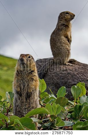 The Groundhogs (marmota Camtschatica) Next To Nora. Closeup. Wild Nature. Selective Focus.