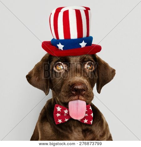 Cute chocolate Labrador Retriever in Uncle Sam hat and bow tie
