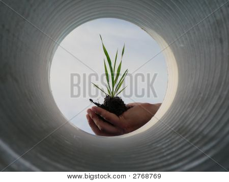 Segurando a planta