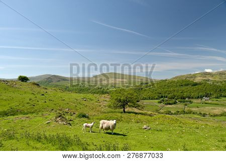 Sheep And Lambs Graze The Grass In Duddon Valley In The English Lake District