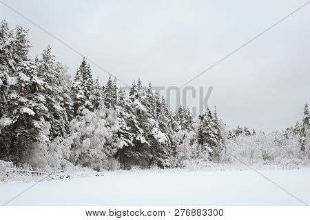 Trees in the winter. Beautiful Winter Northern forest. The snow on the spruce. Winter lake and forest. Christmas mood. The ice on the lake. The water was cold. The river in winter. Beautiful winter landscape
