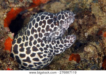 Close-up Of A Honeycomb Moray (gymnothorax Favagineus). Tofo, Mozambique