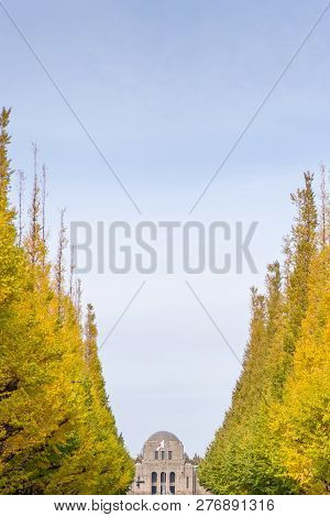 Ginkgo Biloba Leaf Changing Color In The Meiji Jingu Gaien Park