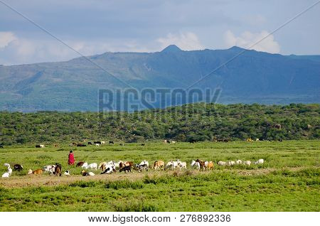 Goat Herder In Rural Area - Tanzania