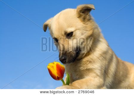 Cachorro cão cheirando flor