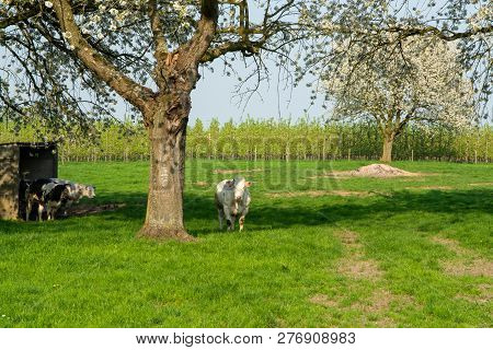 Belgian Blue Cow, Very Big Special Beef Cattle With Double-muscling Lean On Farm In Springtime