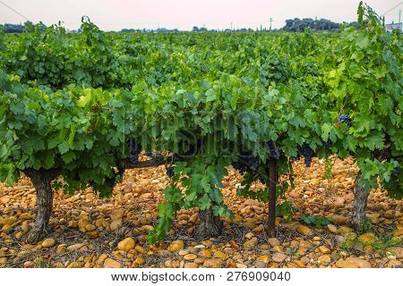 French Red And Rose Wine Grapes Plant, First New Harvest Of Wine Grape In France, Costieres De Nimes