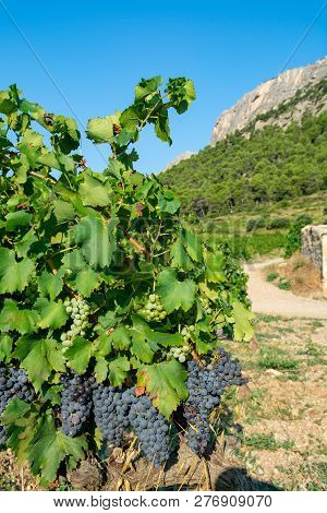 French Red  Aoc Wine Grapes Plant, New Harvest Of Wine Grape In France, Vaucluse, Gigondas Domain Or