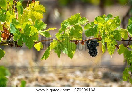 French Red  Aoc Wine Grapes Plant, New Harvest Of Wine Grape In France, Vaucluse, Gigondas Domain Or