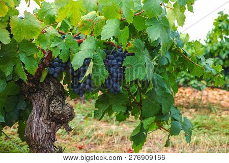 French Red  Aoc Wine Grapes Plant, New Harvest Of Wine Grape In France, Vaucluse, Gigondas Domain Or