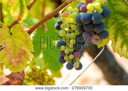 French Red And Rose Wine Grapes Plant, Growing On Ochre Mineral Soil, New Harvest Of Wine Grape In F