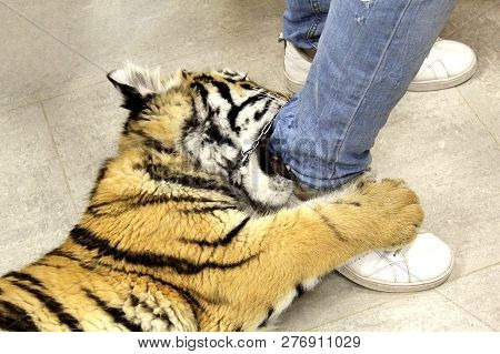 In A Contact Zoo A Tiger Cub Plays With An Employee`s Leg