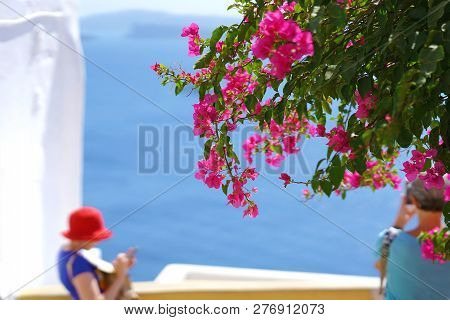 Red Bouganvillae In Santorini, Cyclades, Greece On A Blue Sea