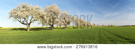 Cherry Trees Alley Of Beautiful Flowering Tree And Road