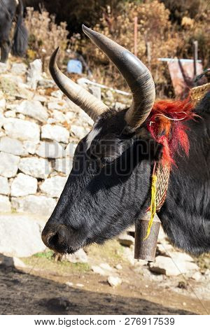 Head Of Black Yak, Bos Grunniens Or Bos Mutus, On The Way To Everest Base Camp - Nepal Himalayas Mou