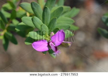 Myrtle-leaf Milkwort - Latin Name - Polygala Myrtifolia