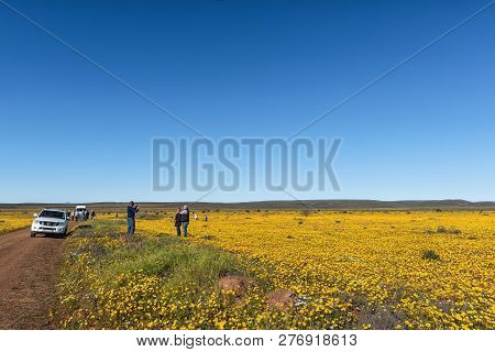Nieuwoudtsville, South Africa, August 28, 2018: Tourists And Vehicles In A Field Of Wildflowers At M