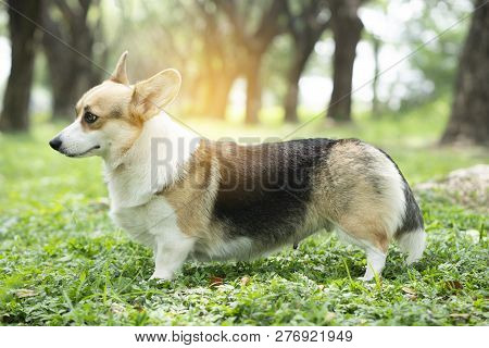 Corgi Dog On The Grass In Summer Sunny Day