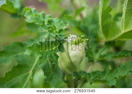 Blooming Of Dangerous Toxic Plant Heracleum. Also Known As Cow Parsnip Or Giant Hogweed. The Sap Of 