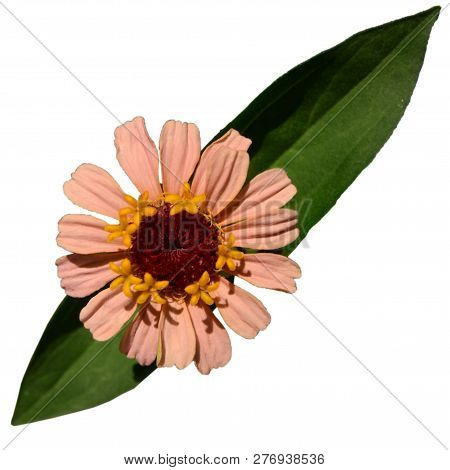 Zinniared Flower Pink Flower Purple Dahlia Koton Isolated