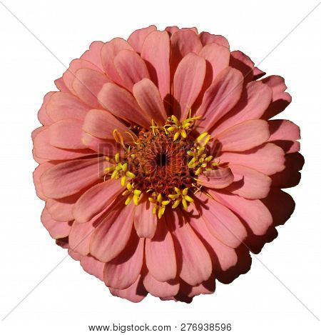 Zinniared Flower Pink Flower Dahlia Koton Isolated