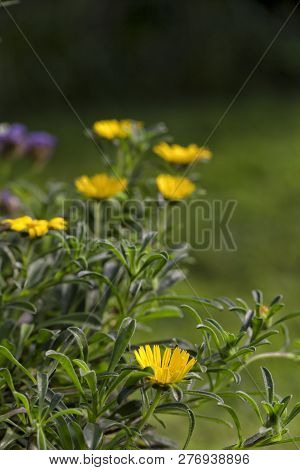 An Asteriscus Maritimus Plant In A Garden.