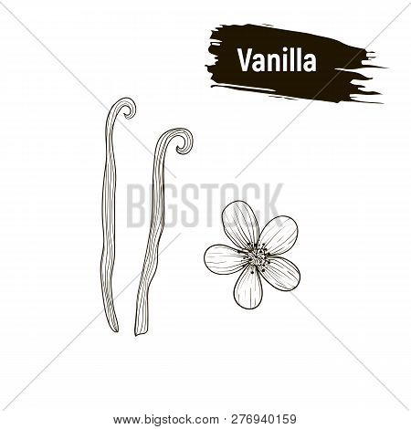 Outline Black, Vanilla. Sketch Flower And Sticks Vanilla, Imitation Of Ink.