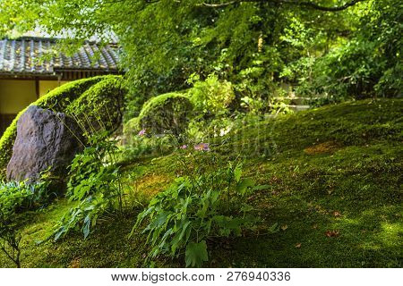 Japan,beautiful Japanese Green Park In Summer Time.