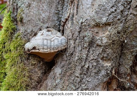 Forest Huba On The Trunk Of A Tree. Mushrooms, Parasites In The Forest.