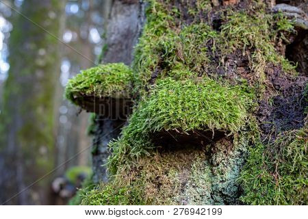 Mossy Tree Trunk. Overgrown Trunk Of A Deciduous Tree.