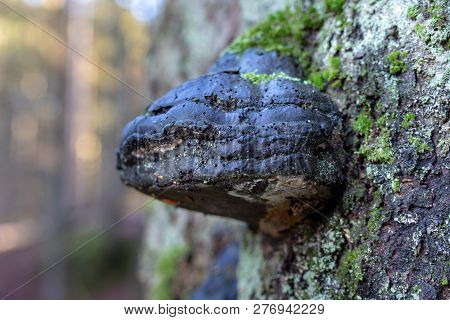 Forest Huba On The Trunk Of A Tree. Mushrooms, Parasites In The Forest.