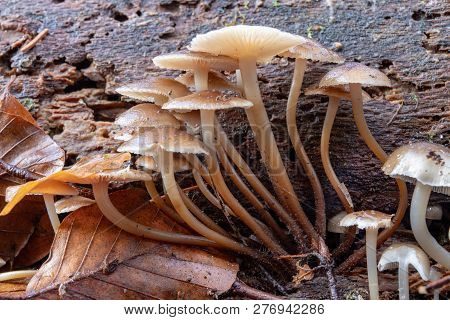 Poisonous Mushrooms Growing In Moss On A Tree Trunk. Small Mushrooms With Gills On The Background Of